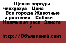 Щенки породы чиахуахуа › Цена ­ 12 000 - Все города Животные и растения » Собаки   . Калмыкия респ.,Элиста г.